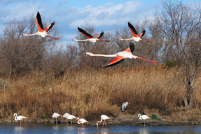 French hotel barge Anjodi - flamingos