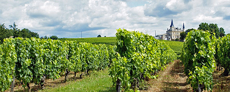 French Barge Rosa - Vineyard in Bordeaux - Cruising Gascony and Bordeaux France