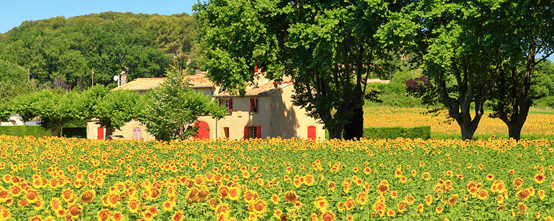 French Barge Rosa - Sunflowers i Gascony - Cruising Gascony and Bordeaux France