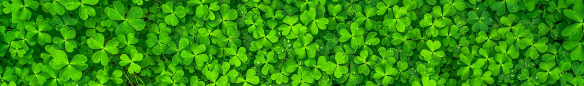 Barging cruise charter blog - Happy St Patricks Day