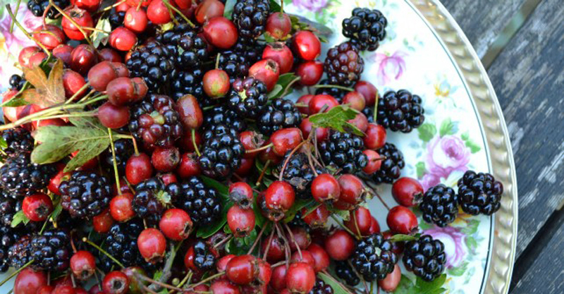 Barge charter cruises blog Barging blog - Shannon Princess Recipe for Blackberry Jam