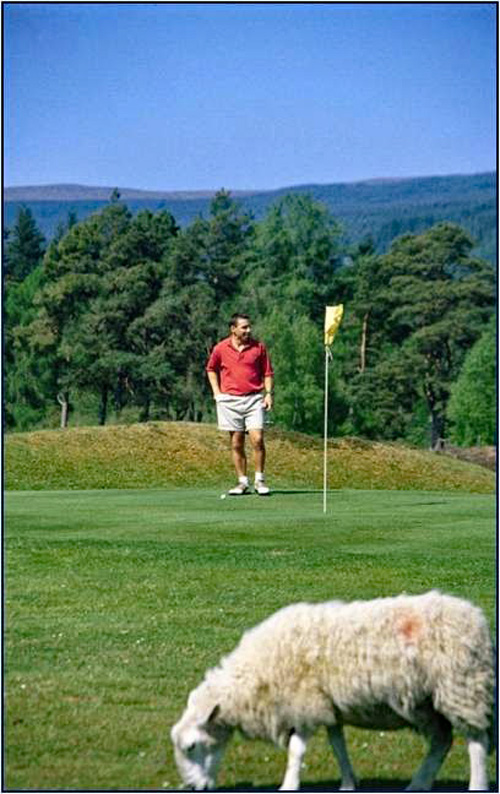 Barge charter cruises blog Barging blog - Scottish Highlander Golfing With Sheep