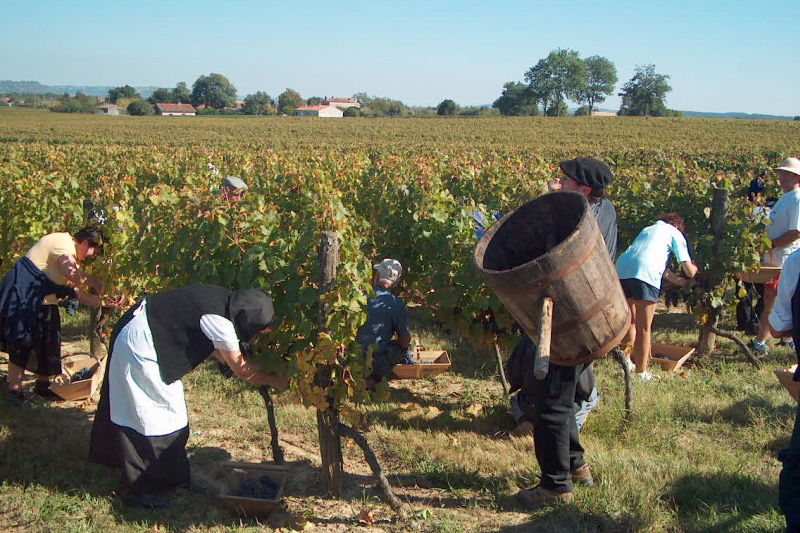 Grape harvest Buzet French Hotel Barges Vacations Cruises Tours Charters Barging in France - Cave des Vignerons de Buzet Canal de Garonne, France - BargeCharters.com