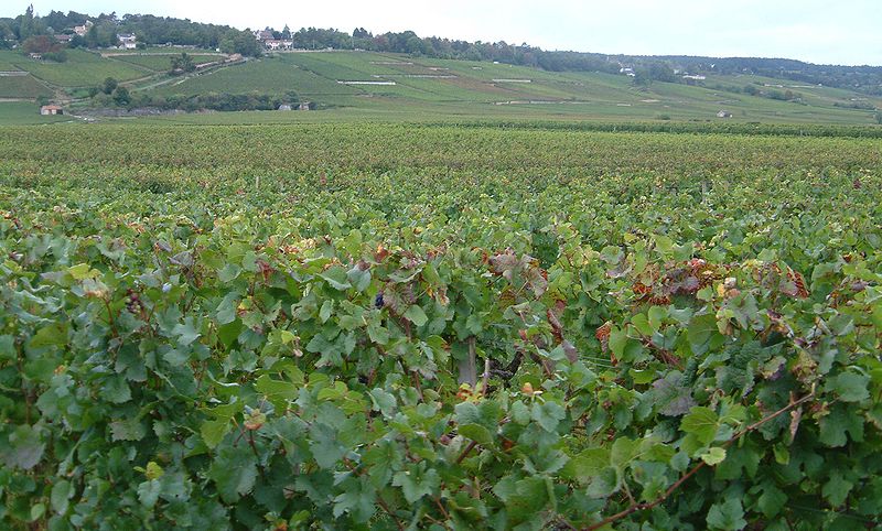 Beaune vineyard - www.BargeCharters.com