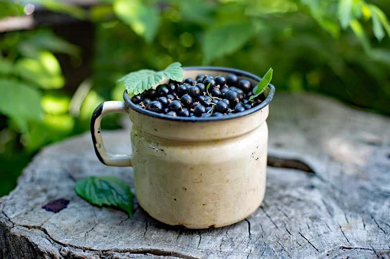 Black Currants