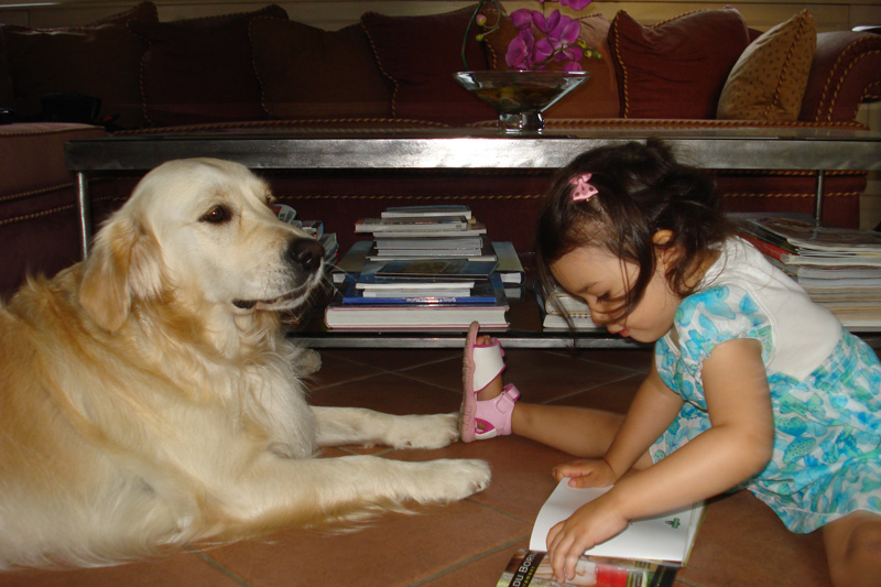 Faye, Hotel Barge Aurora's Golden Labrador, supervising shipboard activities