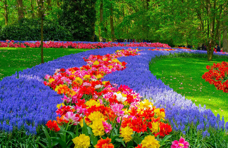 Kuekenhof gardens in Holland - Photo: Pixabay by marylene1