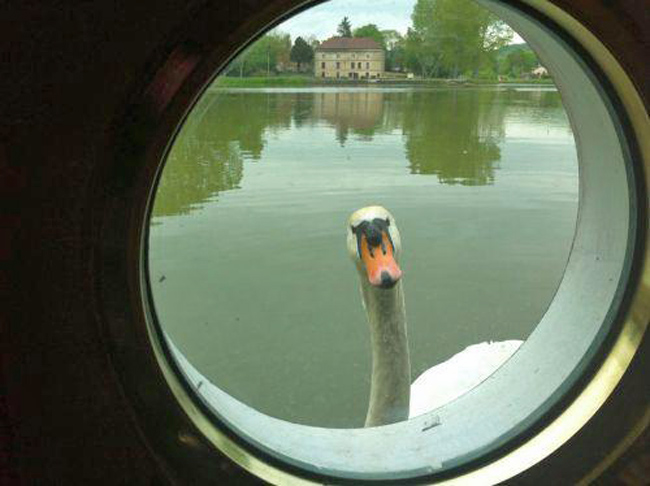 Make friends with the swan at the port hole