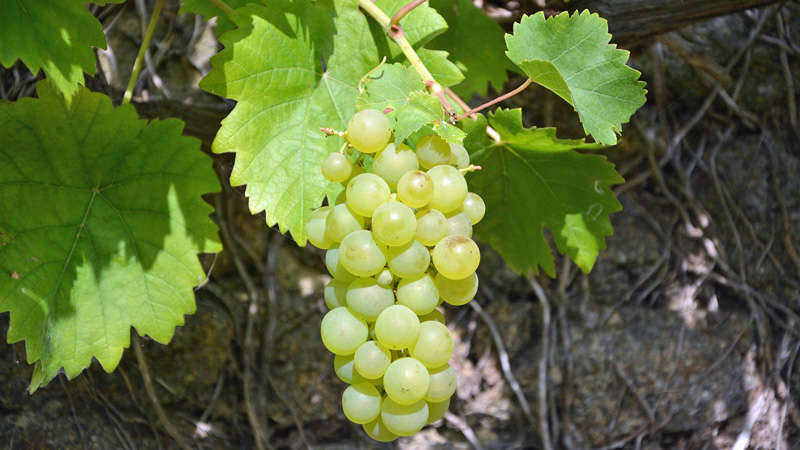 Cluster of wine grapes. Photo: Pixabay - Jaclou-dl