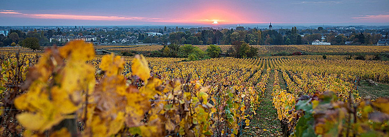 Sunset over a vineyard in Burgundy