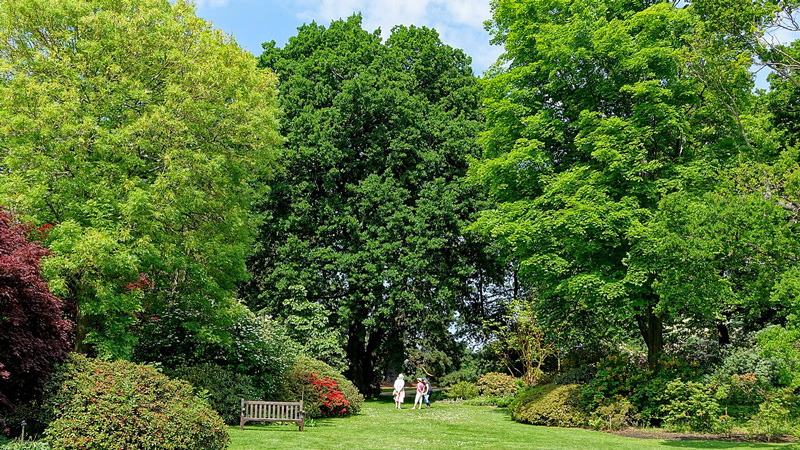 England Savill Gardens. Photo: Wikimedia Commons - Daderot CC-SA 1.0