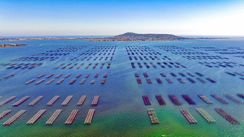 Oyster beds in Etang de Thau - Languedoc, south of France. Photo: Archipel de Thau Tourism Office (G_DELOYE_OT-THAU)