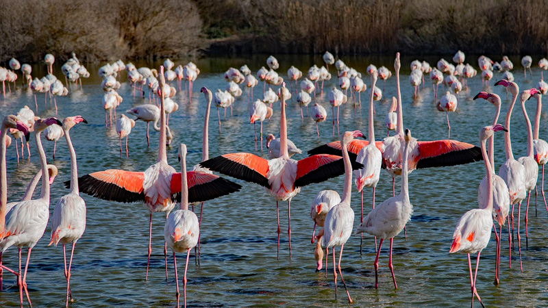 Canal du Midi - Flamingos in the Camargue region of France. Photo: Pixabay - ryphiphil