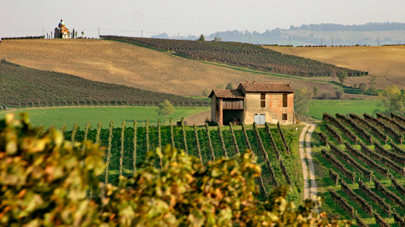 Italy - Emilia Romagna Vineyard. Photo: Wikimedia Commons - Francesco Secchii CC-SA 2.0