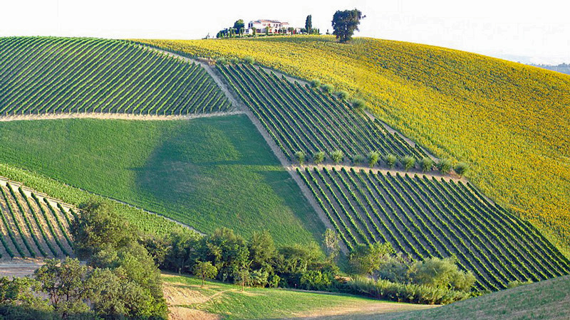 Italy - A Marche vineyard on the east coast of Italy. Photo: Wikimedia Commons - Peter Forster CC-SA 2.0
