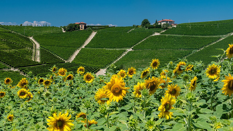 Italy - Piemonte vineyard with sunflowers in the foreground. Photo: Wikimedia Commons - Christoph Strassler CC-SA 2.0