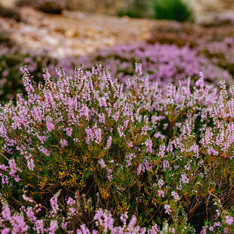 Scotland - Heather. Photo: Unsplash - Felix Mooneeram