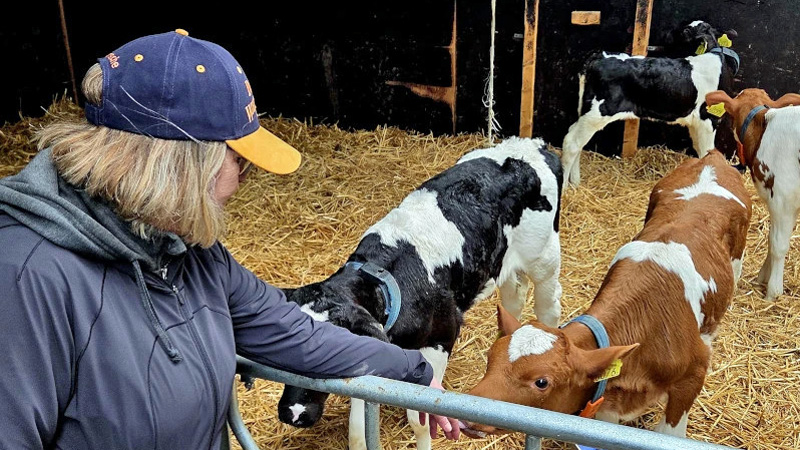 Holland - Panache's new Gouda cheese excursion. Meeting some calves