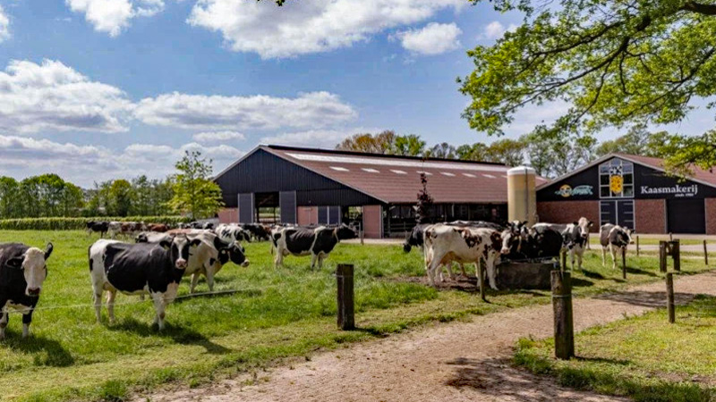 Holland - Panache's new Gouda cheese excursion. Cows at the dairy farm