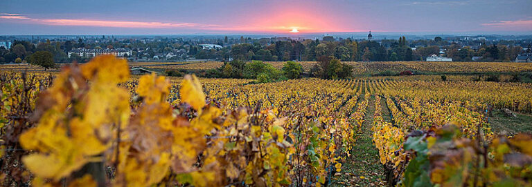 Autumn colors in vineyard - Maison Champy