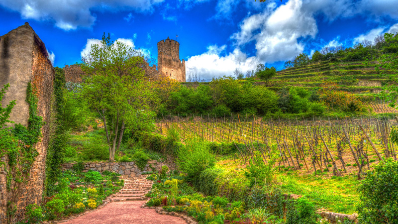 Alsace-Lorraine wine tasting. Vineyard with chateau at top of hill. Photo: Pixabay - Janusz Nowak