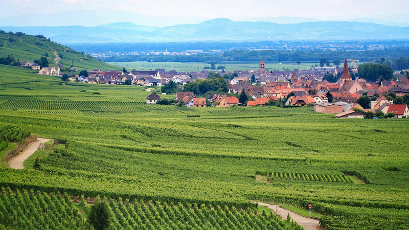 Alsace-Lorraine wine tasting. Vineyard outside village. Photo: Pixabay - Phedon Konstantinidis